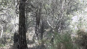 Muslim woman public fucking in national park in USA